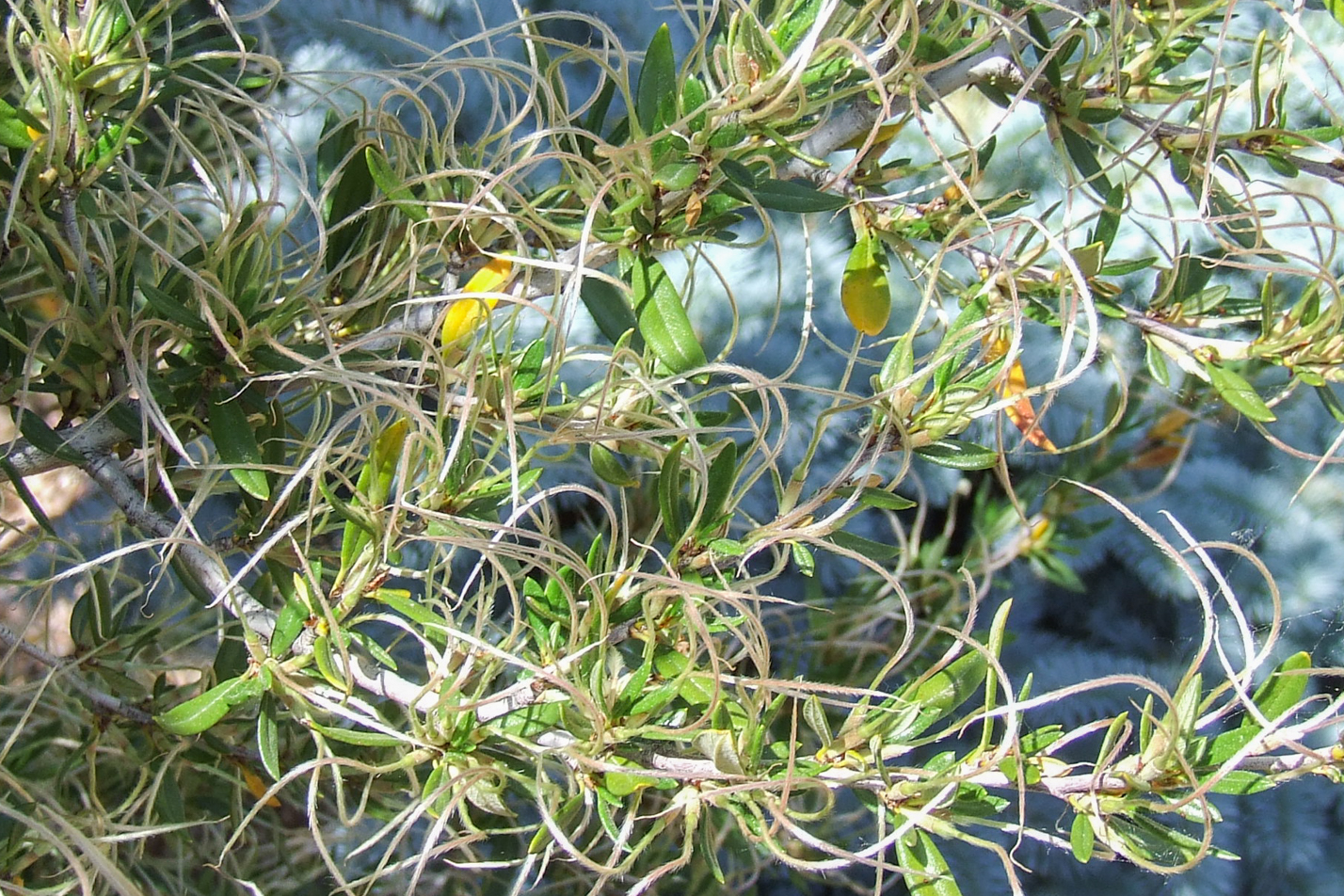 Curl-leaf Mountain Mahogany